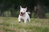 BULL TERRIER MINIATURE 097